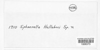 Didymella hellebori image